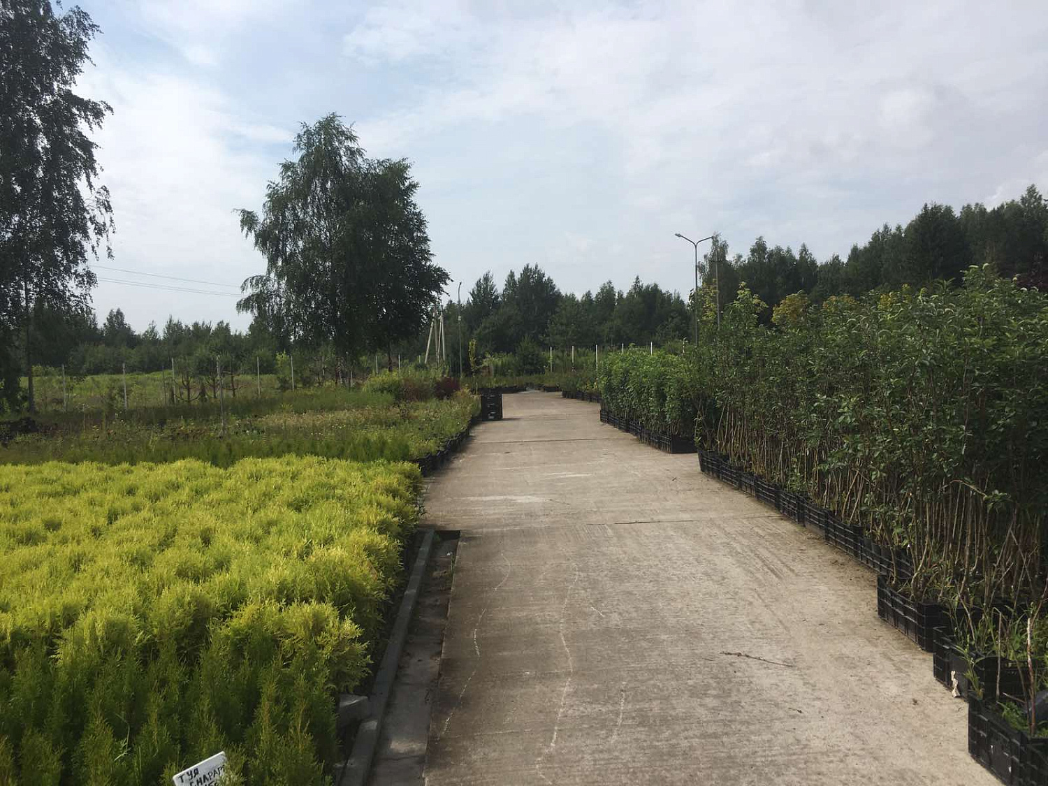 Питомник "ZelenSad"