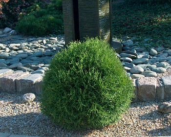 Туя западная "Тини Тим"