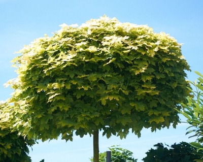 Клен остролистный "Голден Глоб" (штамбовая форма)