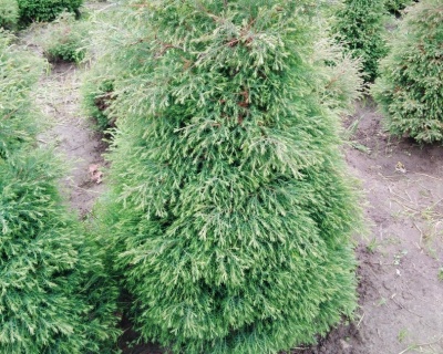 Кипарисовик Горохоплодный "Плюмоза"