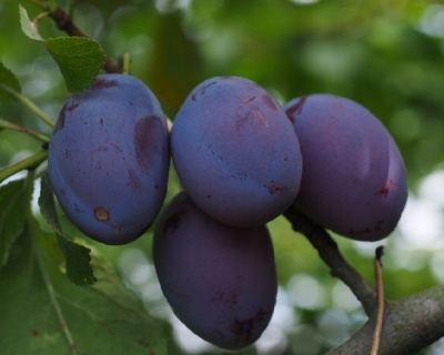 Чернослив "Адыгейский"