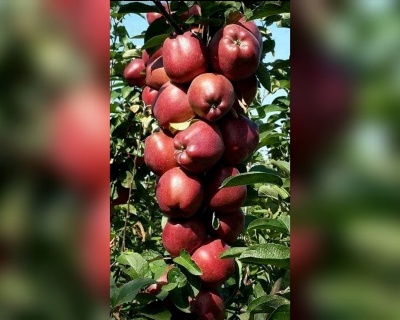 Яблоня колоновидная "Есения"