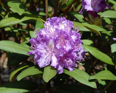 Рододендрон "Альфред"