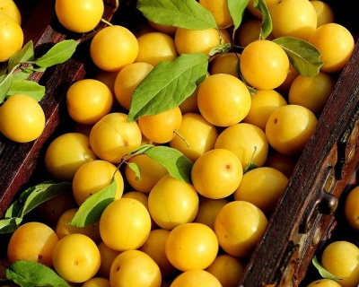 Алыча "Мара"