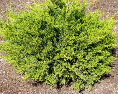 Можжевельник Китайский "Куривао Голд"