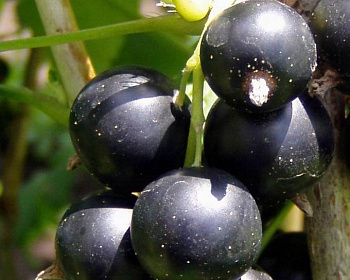 Йошта "Крона" (гибрид крыжовника и смородины)