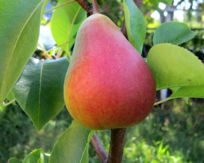 Груша колоновидная "Сапфира"