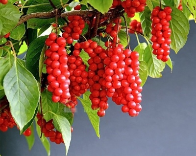 Китайский лимонник "Садовый-1"