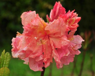 Азалия крупноцветковая "Сесиль"