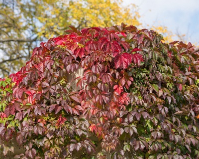 Виноград девичий пятилисточковый (P-9)