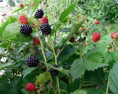 Ежевика "Черная Магия" ("Блек Меджик")