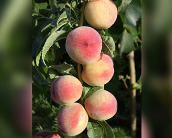 Персик колоновидный "Штайнберг"