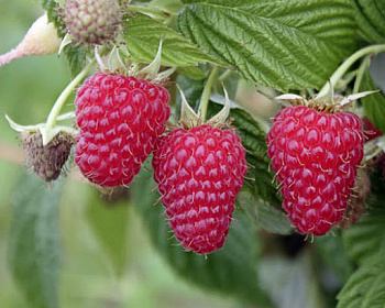 Малина "Маравилла"