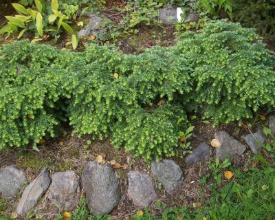 Тсуга канадская "Джедделох"