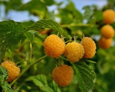 Малина "Абрикосовая"