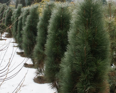 Сосна черная "Грин Тауэр"