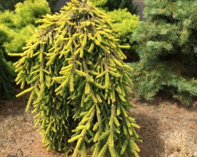 Ель обыкновенная "Голд Дрифт"