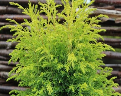 Можжевельник обыкновенный "Голд Кон"