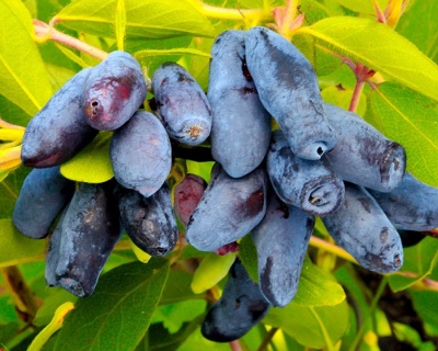 Жимолость "Морена крупноплодная"