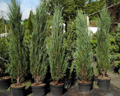 Можжевельник скальный "Блю Эрроу"