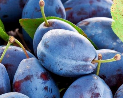 Слива "Венгерка Белорусская"