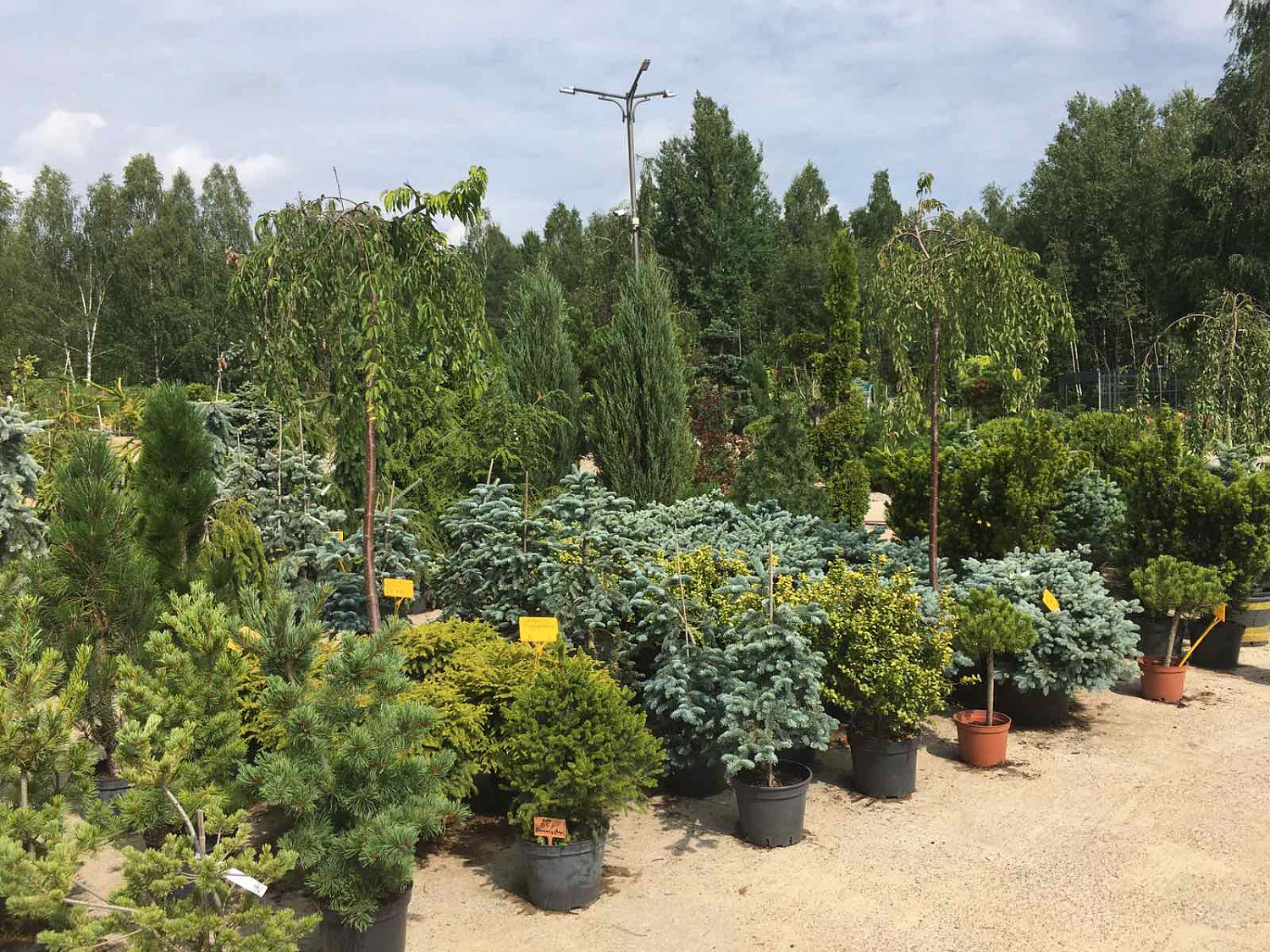 Питомник "ZelenSad"