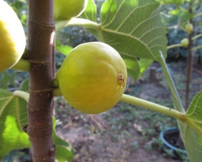 Инжир "Кадота"