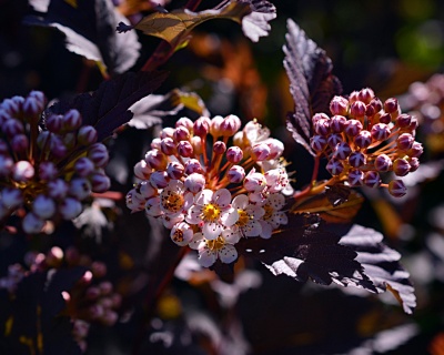 Пузыреплодник "Диабло" (Diabolo)