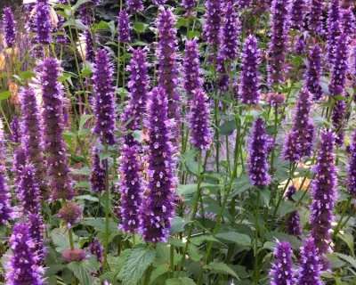 Многоколосник "Блек Эддер"