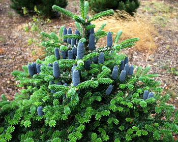 Пихта корейская "Сэмлинг"