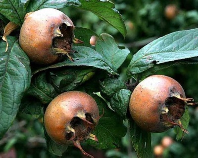 Мушмула "Германская"