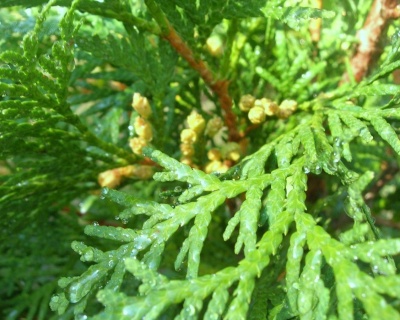 Туя западная "Колумна"