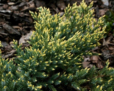 Можжевельник чешуйчатый "Дрим Джой"