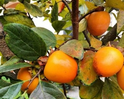 Хурма "Королек"