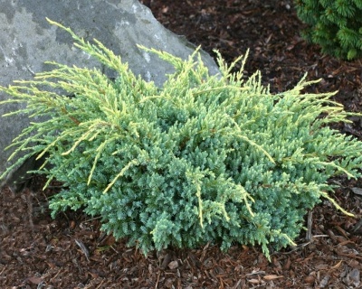 Можжевельник чешуйчатый "Холгер"