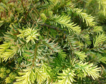 Тис ягодный "Элегантиссима"