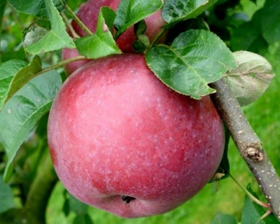 Яблоня колоновидная "Есения"