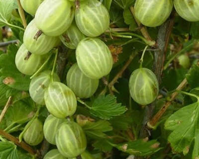 Крыжовник "Зеленый Дождь"