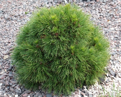 Сосна горная "Варелла"