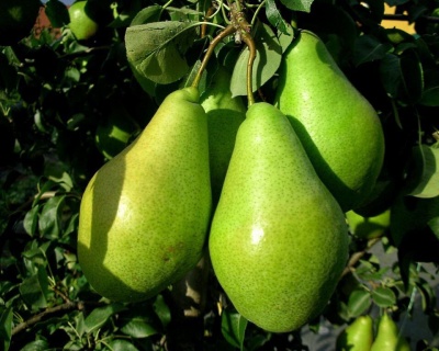 Груша "Ноябрьская"
