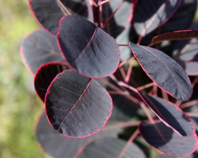 Скумпия "Роял Пурпл" (Royal Purple)