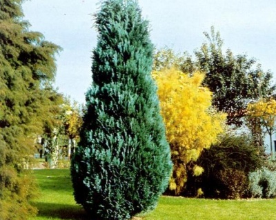 Кипарисовик Лавсона "Колумнарис"