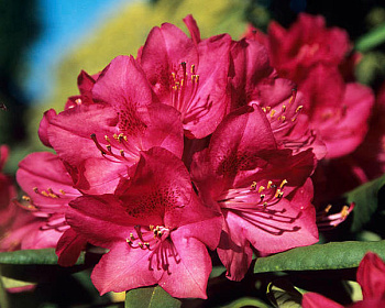 Рододендрон "Америка"