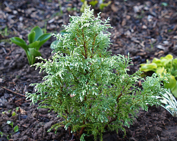 Кипарисовик Горохоплодный "Сноу"