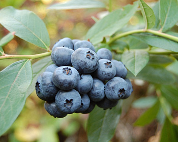 Голубика "Дюк (Duke)"