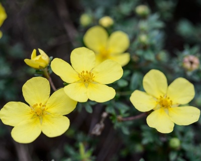 Лапчатка "Элизабет" (Elizabeth)