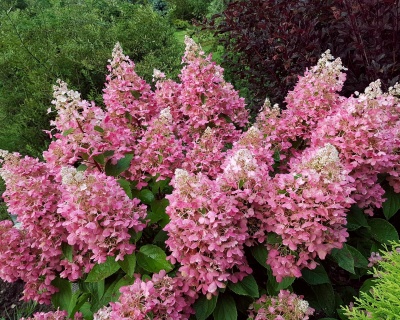 Гортензия метельчатая "Пинки Винки" (Pinky Winky)