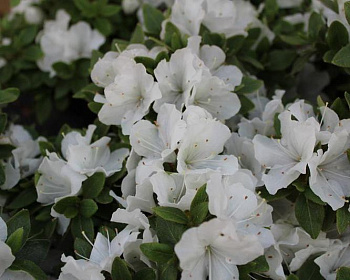 Азалия японская "Панда"