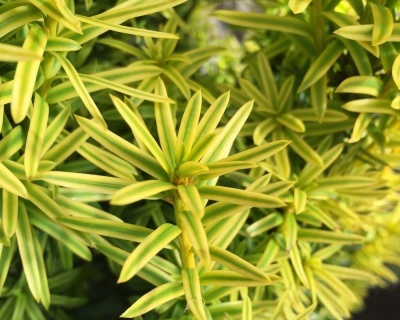 Тис ягодный "Давид"