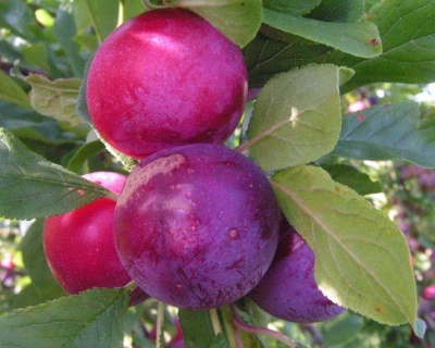 Слива "Аленушка"